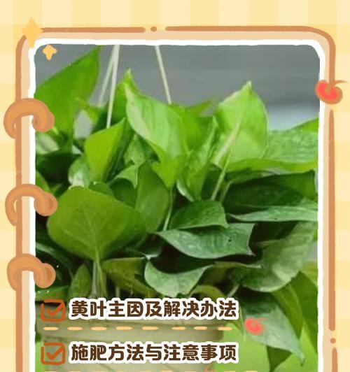 绿萝浇水过多怎么办？如何抢救过湿的绿萝？