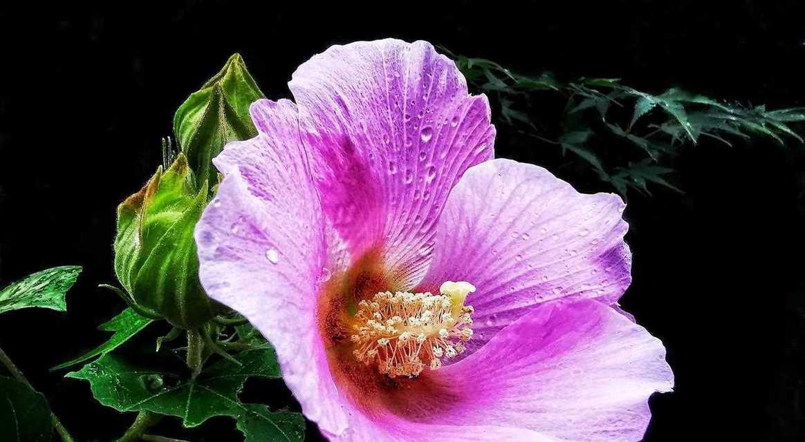 芙蓉花的花语有哪些含义？芙蓉花的象征意义是什么？