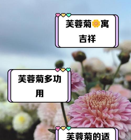 芙蓉花的花语有哪些含义？芙蓉花的象征意义是什么？