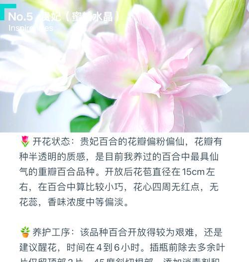 百合的品种有哪些？如何选择最佳的百合品种？