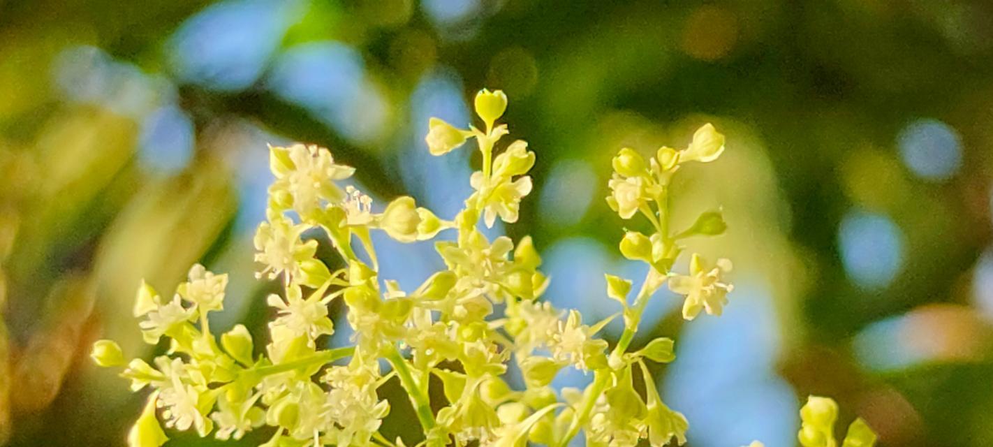 何首乌花什么样子？何首乌花的外观特征有哪些？
