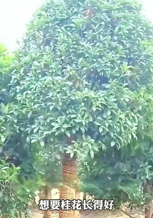 桂花不开花怎么办？如何促进桂花多开花？