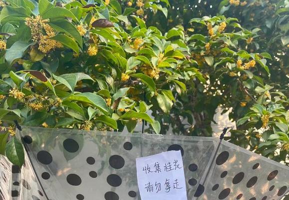 桂花不开花怎么办？如何促进桂花多开花？