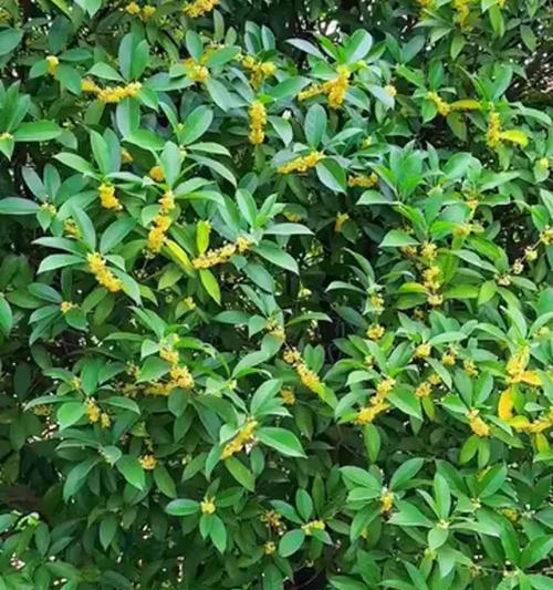 桂花不开花怎么办？如何促进桂花多开花？