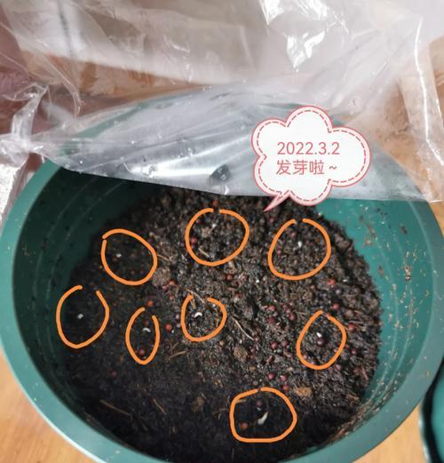 飞燕草种子播种的正确步骤？