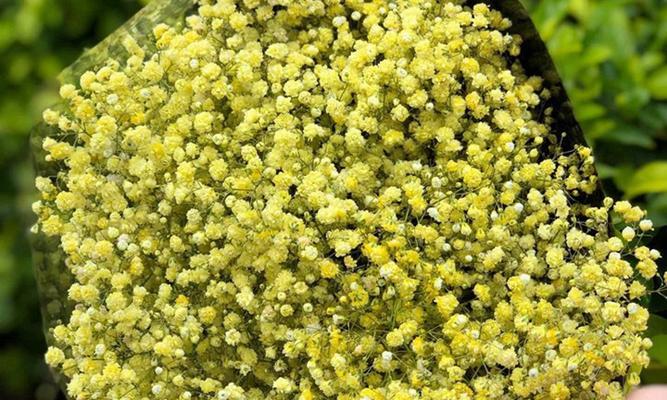 满天星的种植技巧有哪些？如何保持其花开不断？