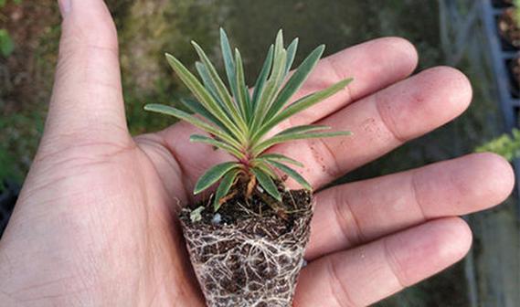 满天星的种植技巧有哪些？如何保持其花开不断？