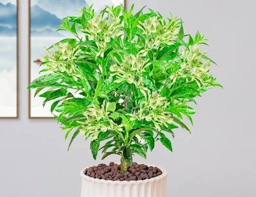 没毒的花有哪些花？适合室内种植吗？