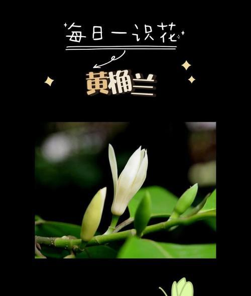 白兰花的种植技巧和注意事项是什么？