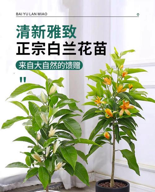白兰花的种植技巧和注意事项是什么？