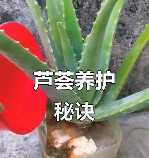小型芦荟品种推荐？如何养护？