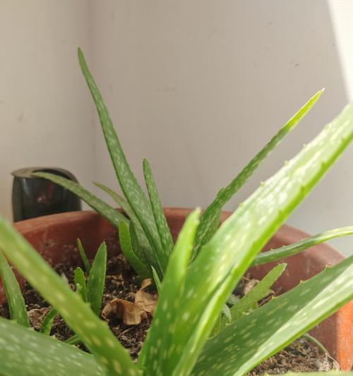 小型芦荟品种推荐？如何养护？