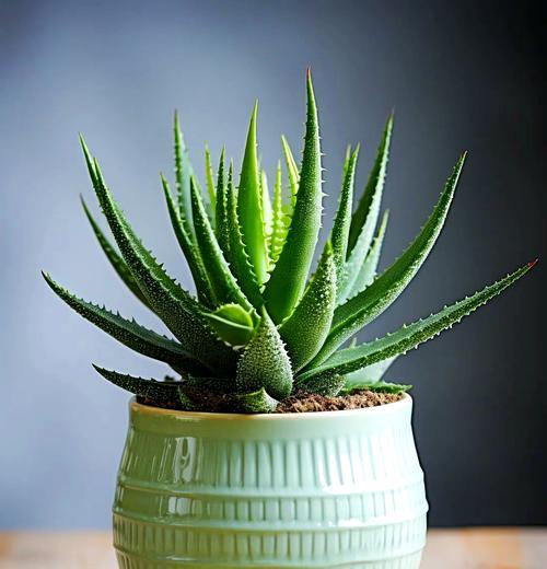 小型芦荟品种推荐？如何养护？