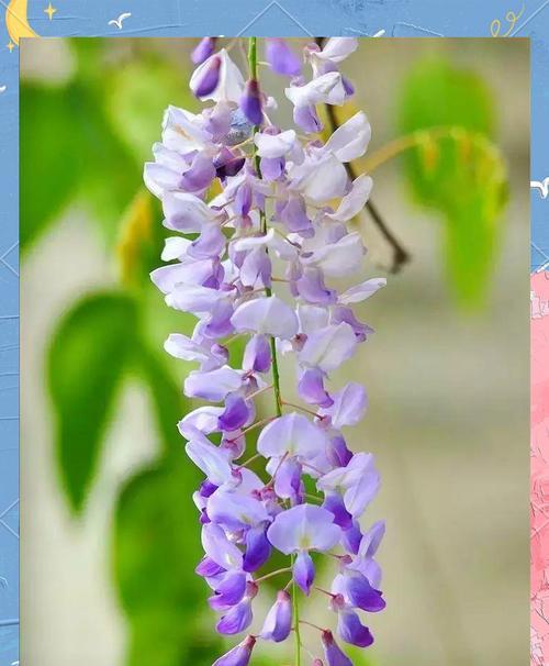 紫藤开花的秘诀和养护技巧是什么？