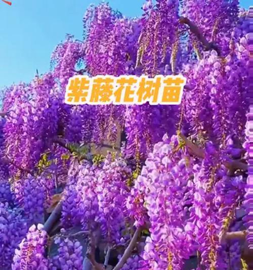 紫藤开花的秘诀和养护技巧是什么？