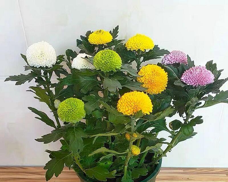 乒乓菊的开花时间是什么时候？如何促进乒乓菊开花？