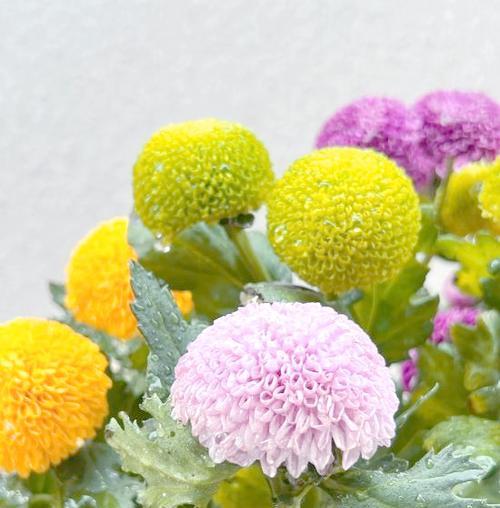 乒乓菊的开花时间是什么时候？如何促进乒乓菊开花？