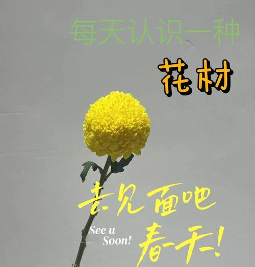 乒乓菊的开花时间是什么时候？如何促进乒乓菊开花？