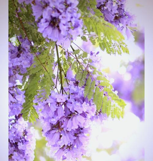 蓝花楹落叶期是什么时候？