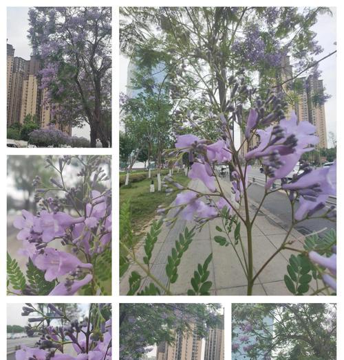 蓝花楹落叶期是什么时候？