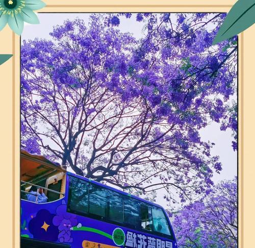 蓝花楹落叶期是什么时候？