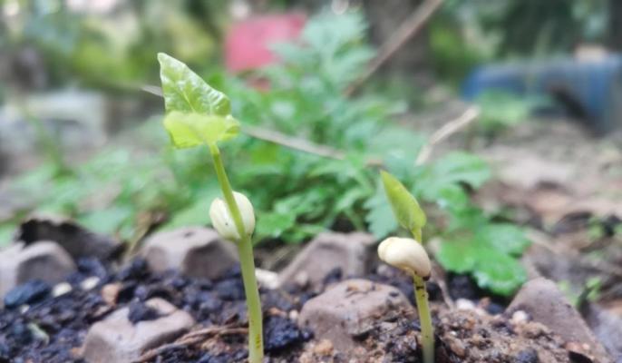 花种子发芽需要哪些条件？如何促进花种子快速发芽？