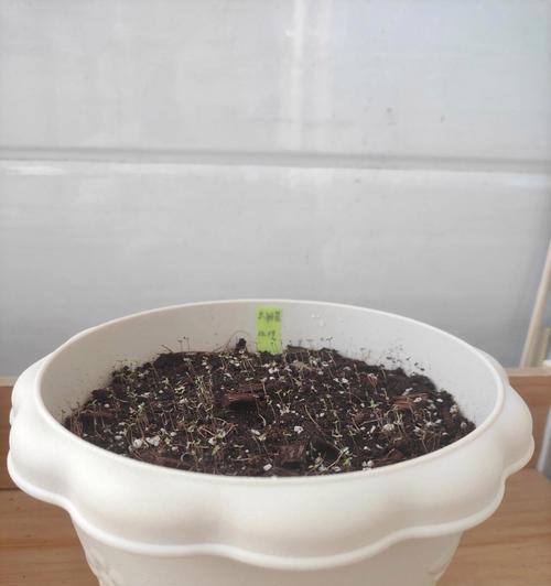 花种子发芽需要哪些条件？如何促进花种子快速发芽？