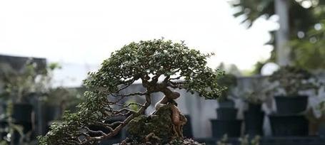 盆景欣赏有哪些技巧？如何更好地欣赏盆景艺术？