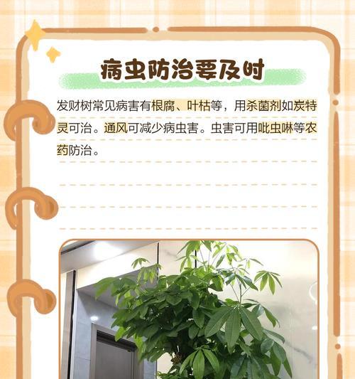 如何种植发财树？发财树的种植步骤是什么？