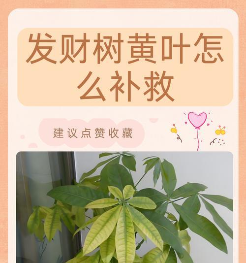 如何种植发财树？发财树的种植步骤是什么？