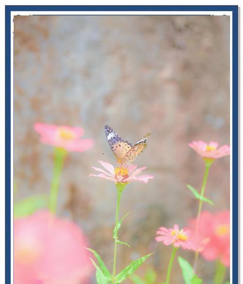 菊花的花语代表了什么含义？