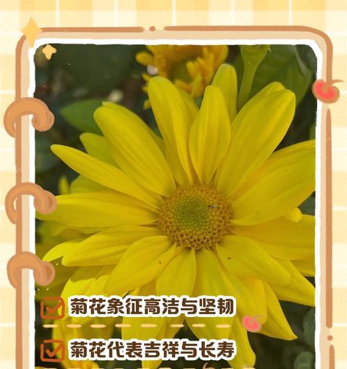 菊花的花语代表了什么含义？