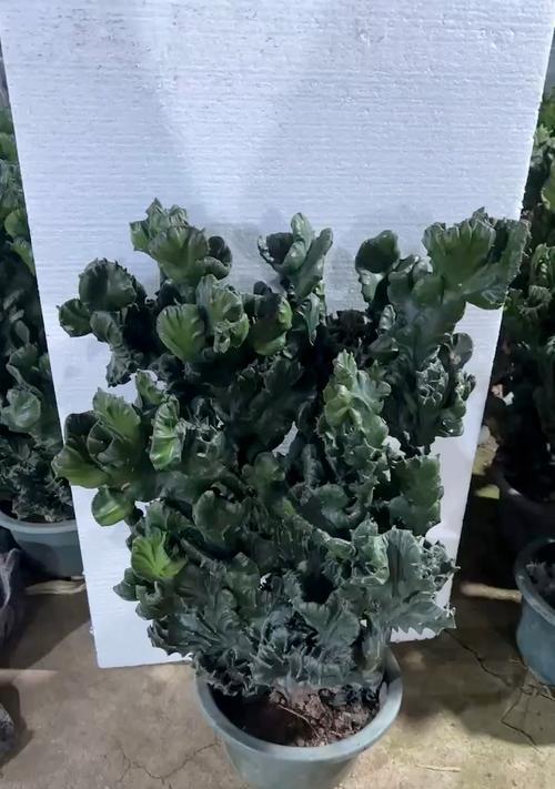 麒麟盆栽的养殖技巧是什么？