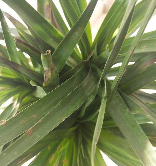 植物叶子出现锈斑是什么原因？