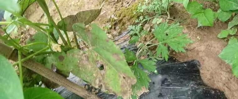 植物叶子出现锈斑是什么原因？