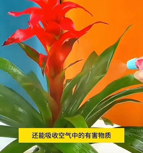 红运当头花干枯的原因及应对策略是什么？