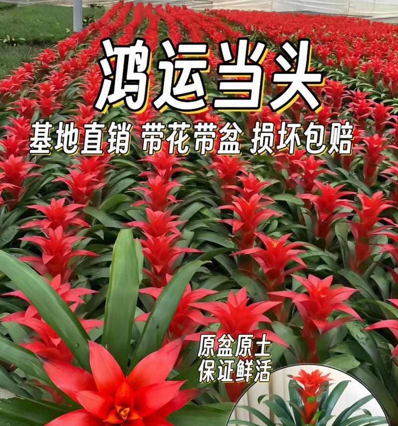 红运当头花干枯的原因及应对策略是什么？