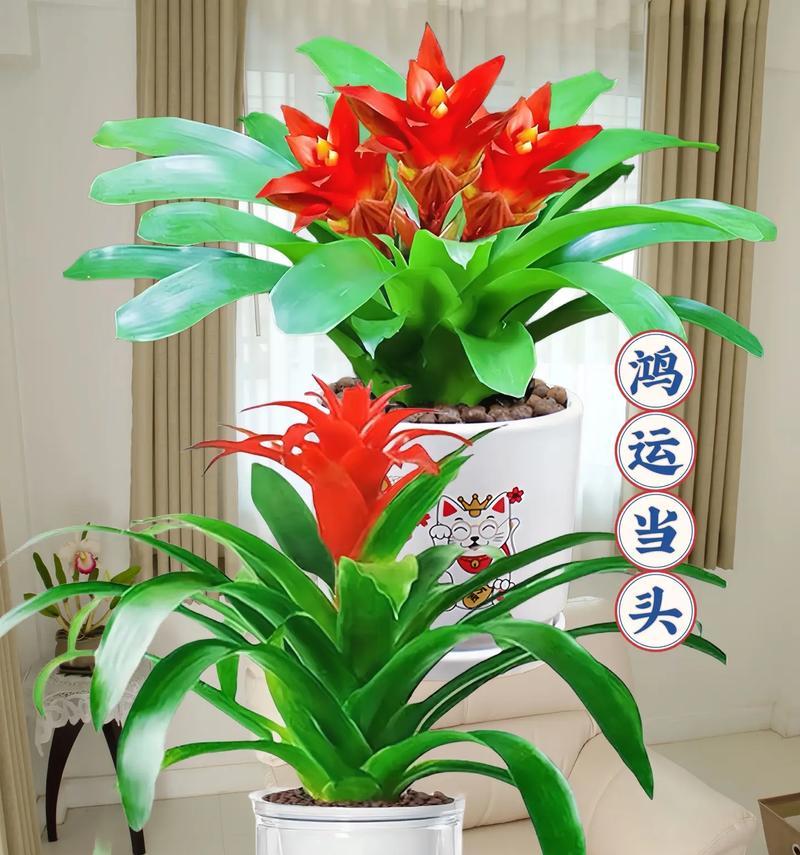 红运当头花干枯的原因及应对策略是什么？