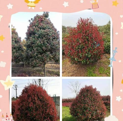 红叶石楠的市场前景怎么样？种植它有哪些优势？