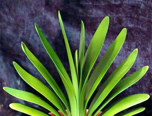 室内适合种什么植物？哪些植物净化空气效果最佳？