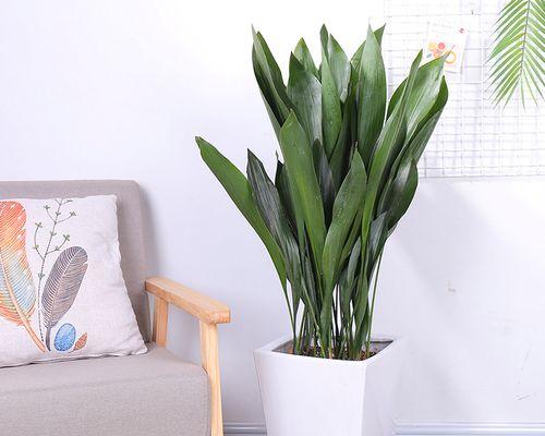 室内适合种什么植物？哪些植物净化空气效果最佳？
