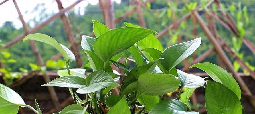 室内适合种什么植物？哪些植物净化空气效果最佳？