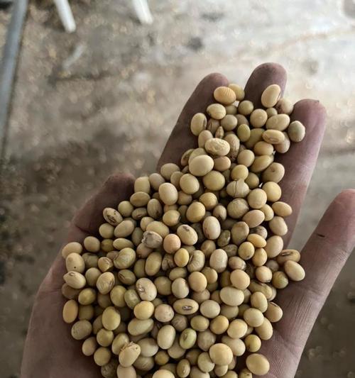 花豆有哪些品种？如何进行花豆的品种选择？