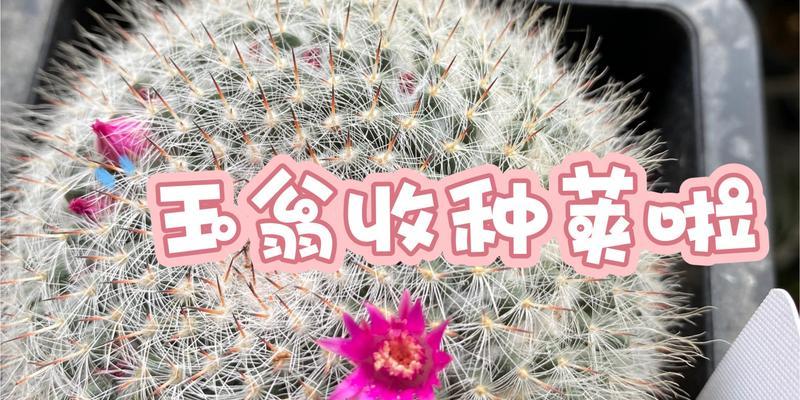 玉翁仙人球浇水技巧有哪些？