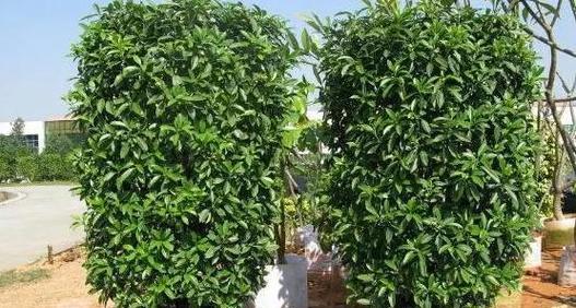 非州茉莉修剪的最佳时机和方法是什么？