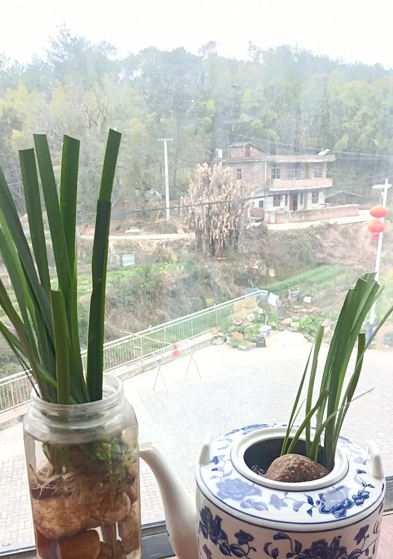 石菖蒲水培步骤是什么？