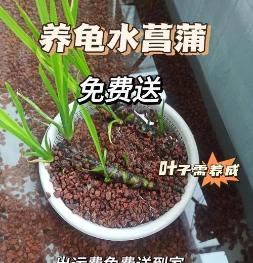 石菖蒲水培步骤是什么？