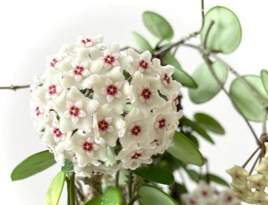 球兰的正确养殖方法是什么？
