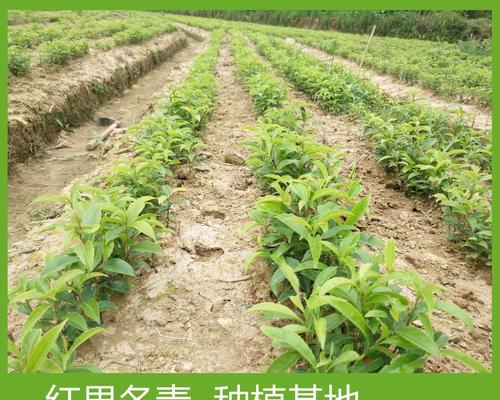冬青种子种植的正确步骤是什么？