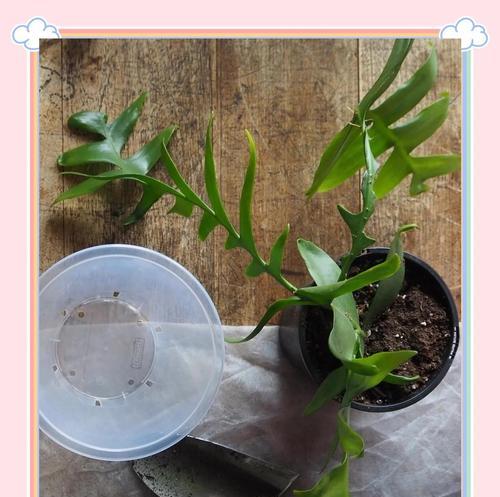 绿钻植物的养护要点是什么？